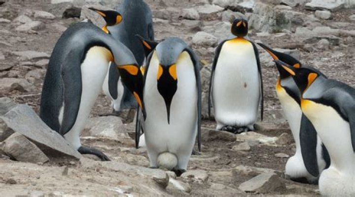 how do penguins transfer heat