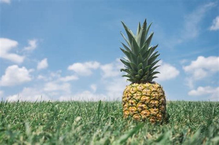 how do pineapples grow in the wild