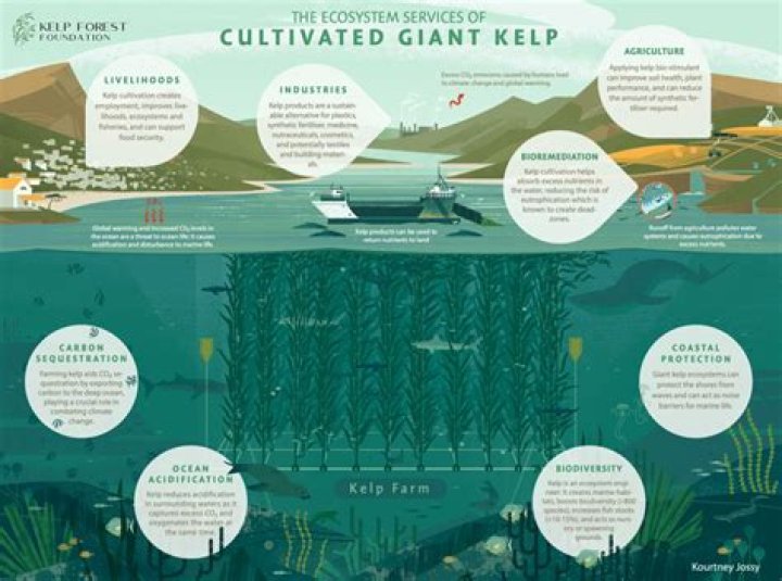 how fast can kelp grow