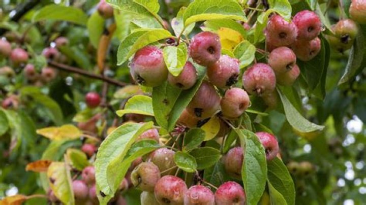 how fast do crabapple trees grow