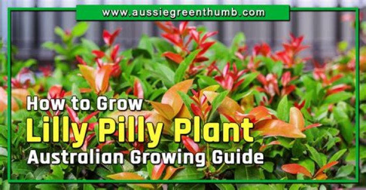 how fast do lilly pilly grow