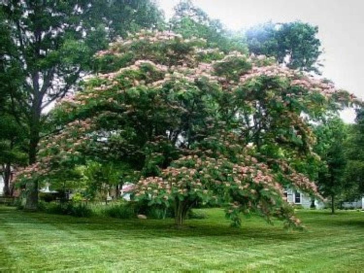 how fast do mimosa trees grow