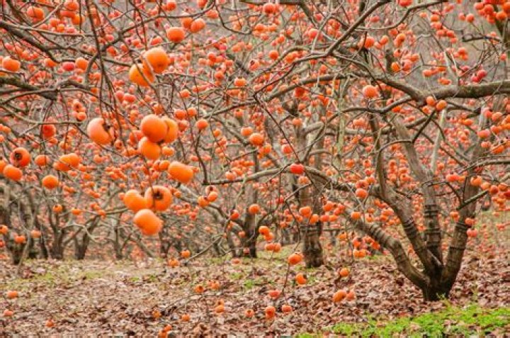 how fast does a persimmon tree grow