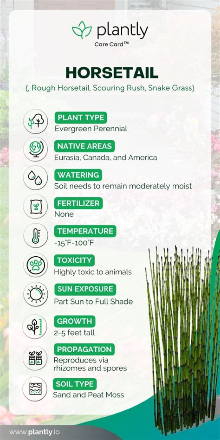 how fast does horsetail reed grow
