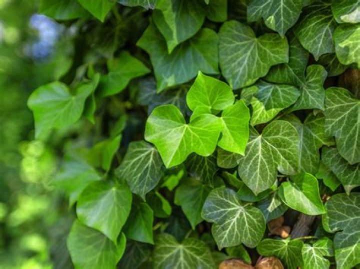 how fast does ivy grow