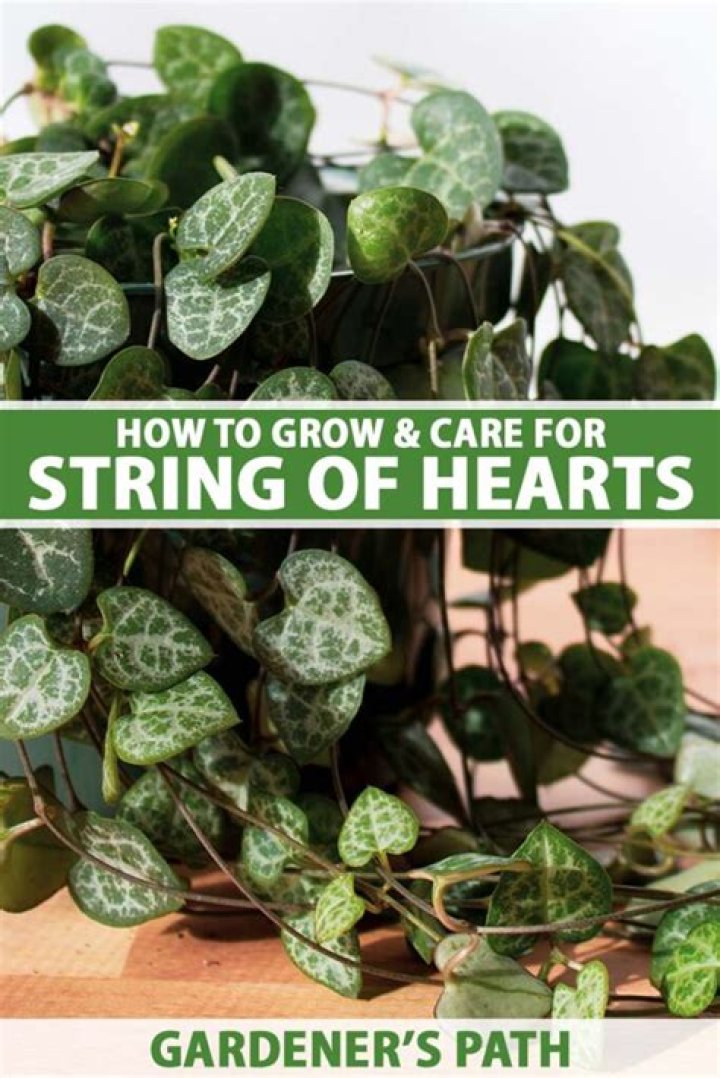 how fast does string of hearts grow