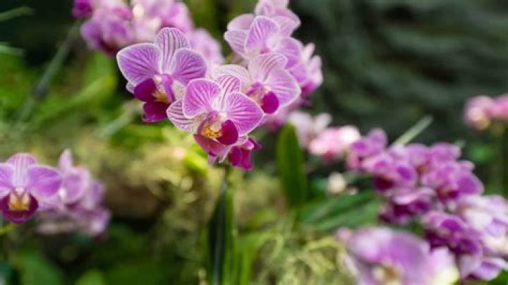 how have some rainforest plants adapted to receive enough sunlight
