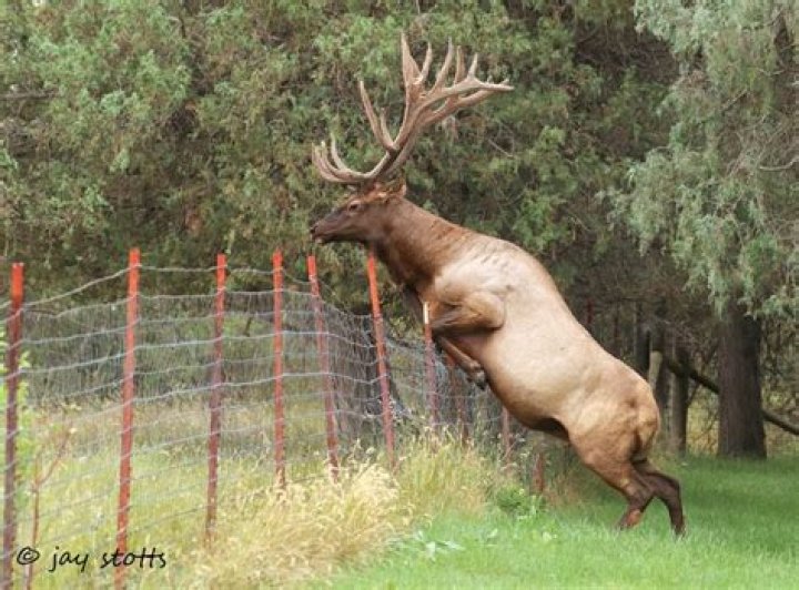 how high can elk jump