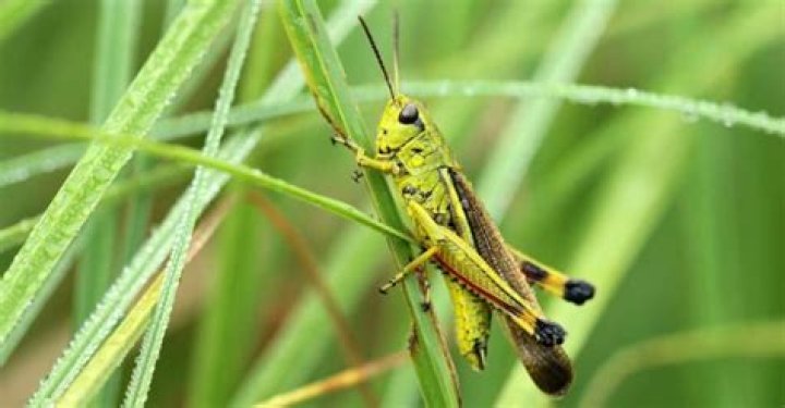 how long can a grasshopper live without food