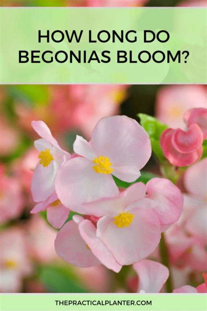 how long do begonias bloom