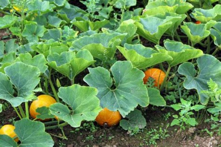 how long do gourds last