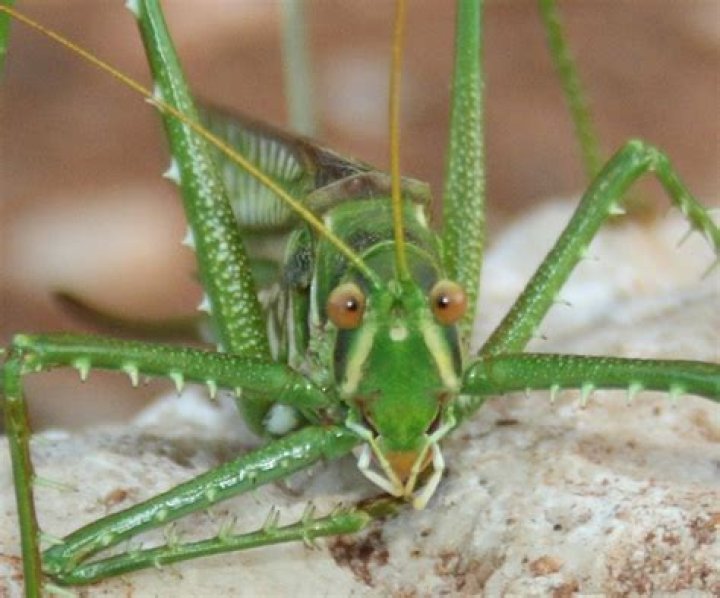 how long do katydids live
