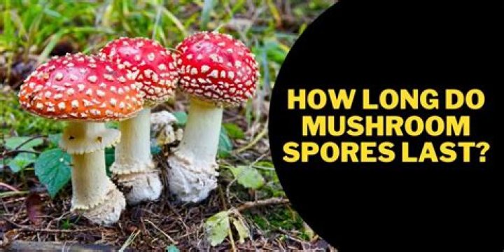 how long do mushroom spores last