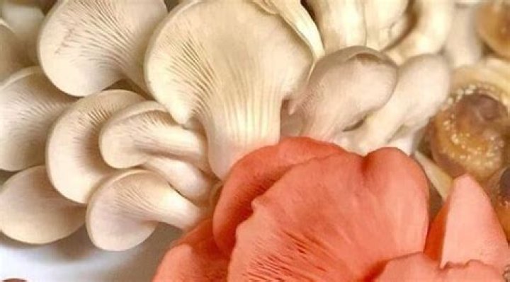 how long do shitake mushrooms last
