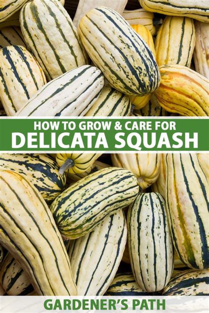 how long does delicata squash last