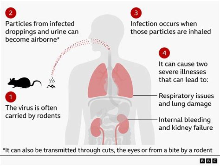 how long does hantavirus live in droppings