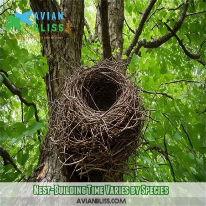 how long does it take a bird to build a nest