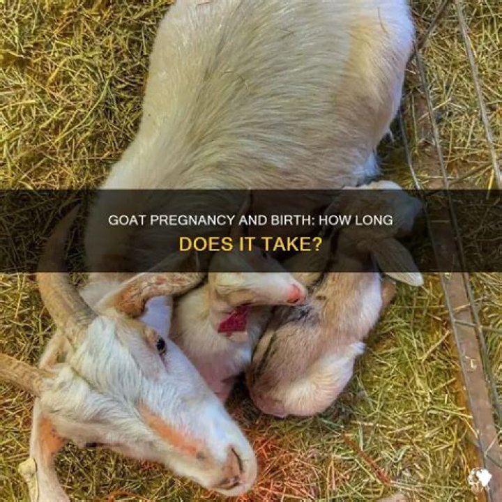 how long does it take for a goat to give birth to twins