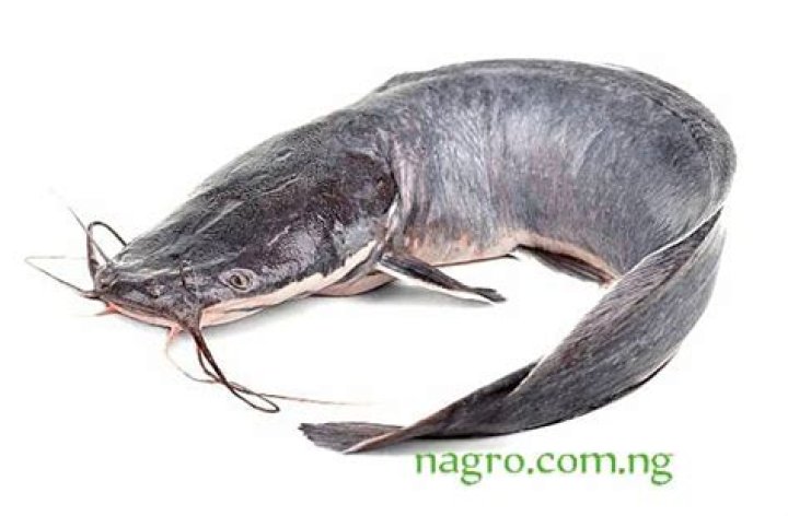 how long does it take for catfish to grow