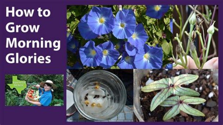 how long does it take morning glories to bloom