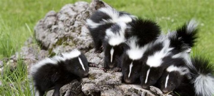 how many babies do skunks have