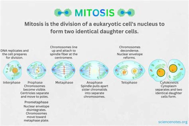 how many cells are present at the beginning of mitosis