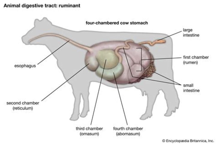 how many chambers does a reindeer’s stomach have