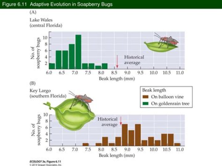 how many generations of soapberry bugs could there be each year?