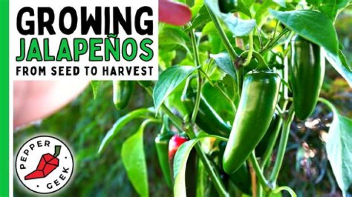 how many jalapenos per plant