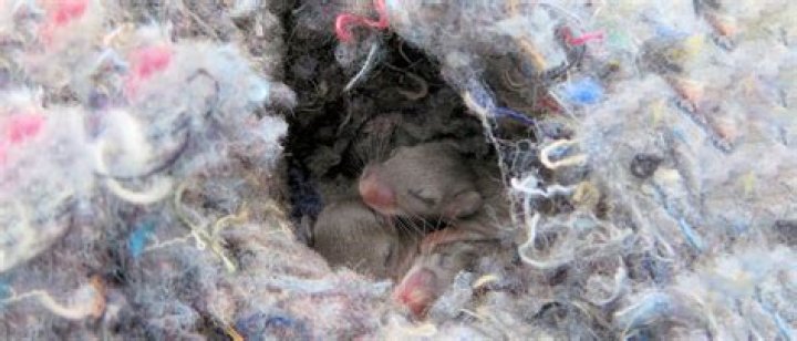 how many mice in a nest
