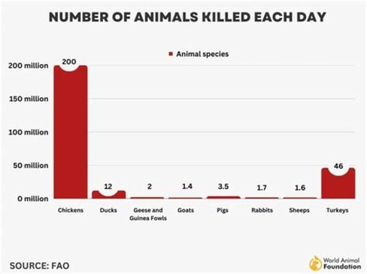 how many pigs are killed each day