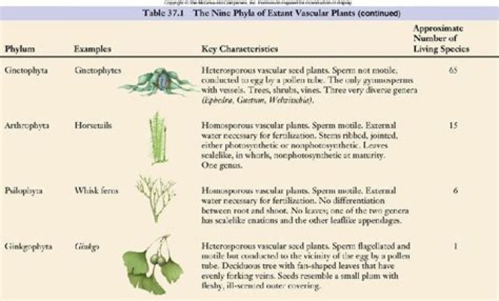 how many plant phyla are there