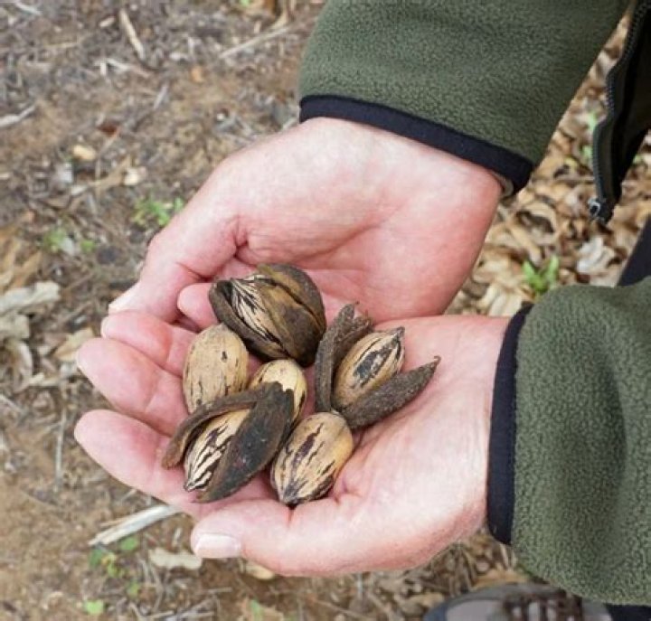 how many pounds of pecans per tree