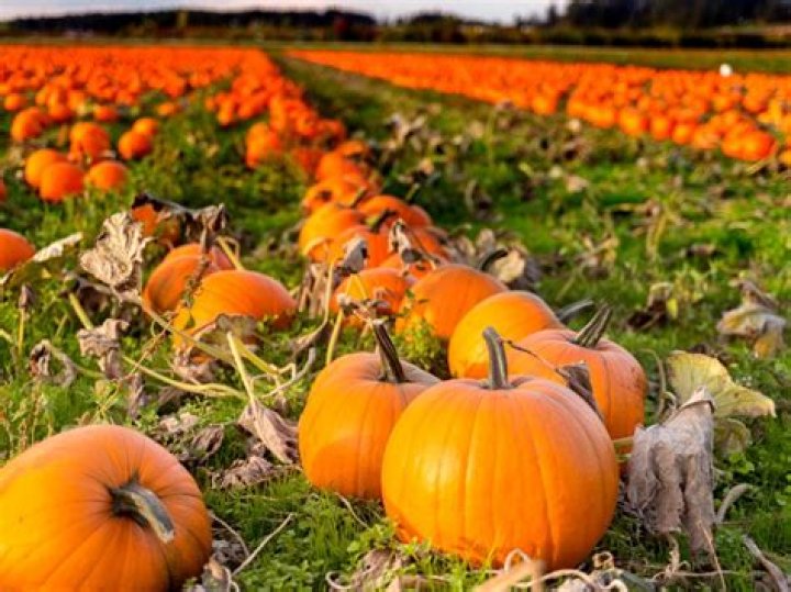 how many pumpkins are sold each year
