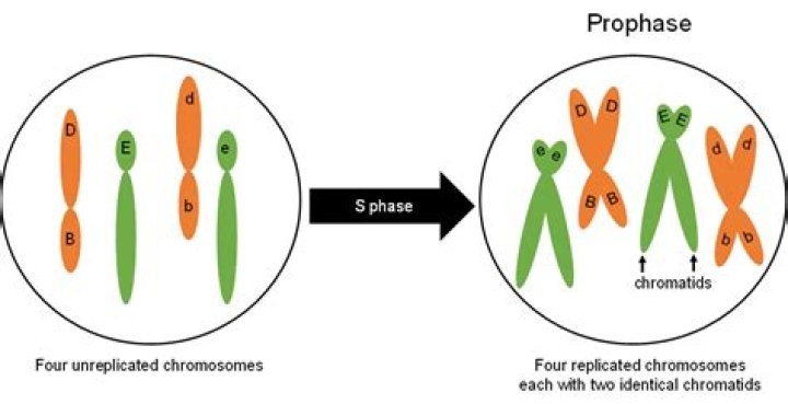 how many replicated chromosomes does the cell contain during prophase