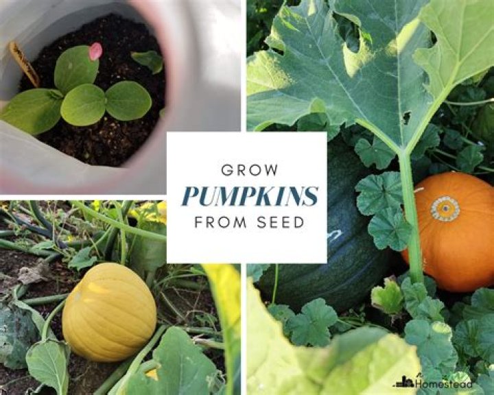 how many seeds does a pumpkin have