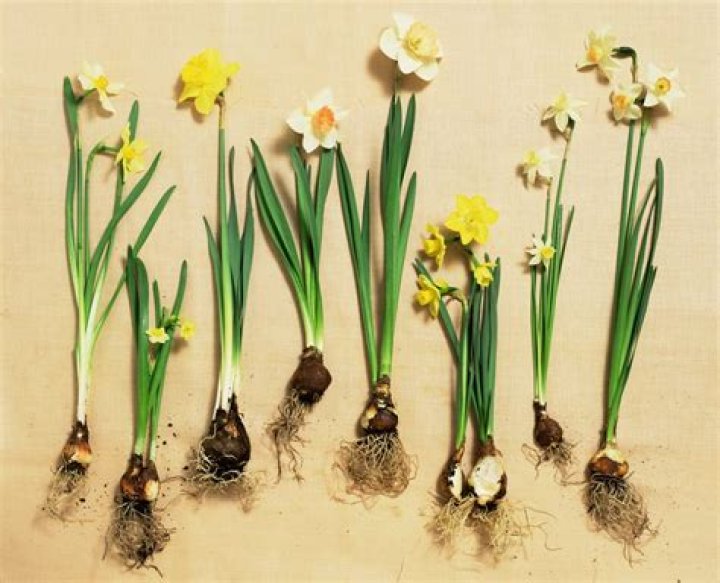 how many years do daffodil bulbs last