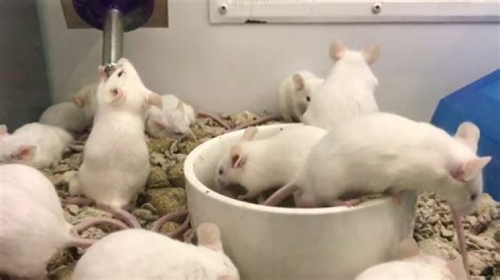 how much are mice