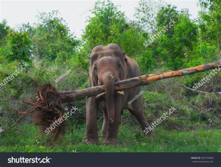 how much can an elephant lift with its trunk
