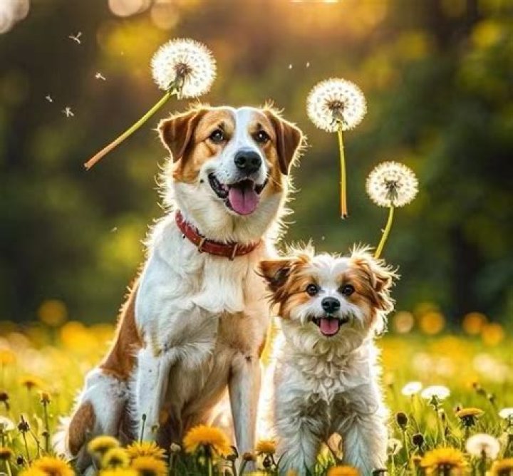 how much dandelion root extract should i give my dog