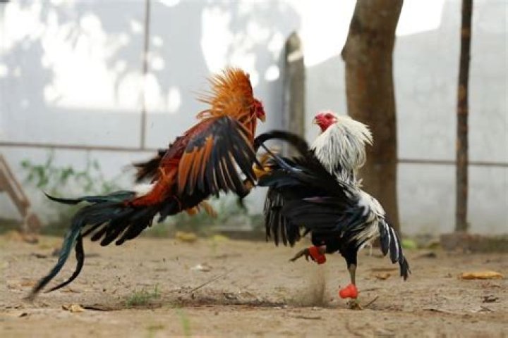 how much does a fighting rooster cost