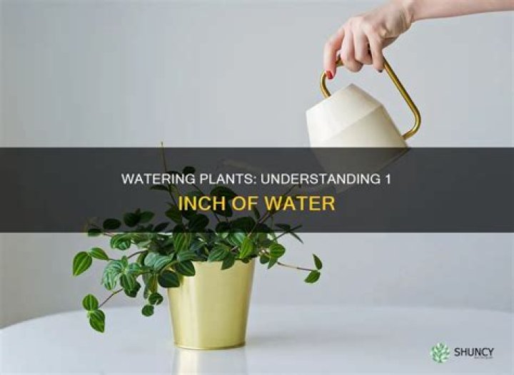 how much is 1 inch of water