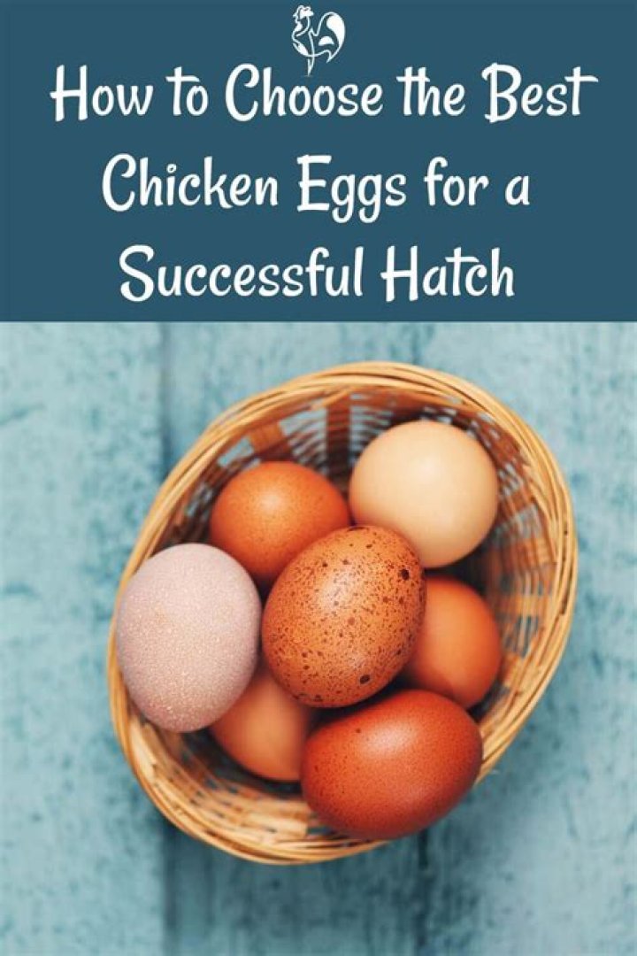 how much is a hatchable