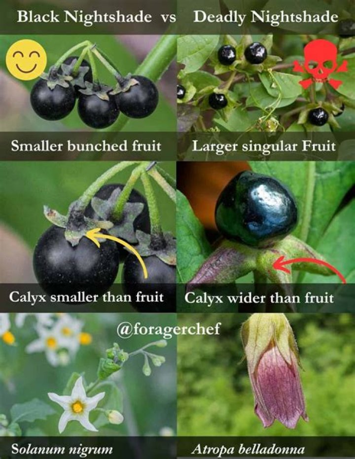 how much nightshade is deadly