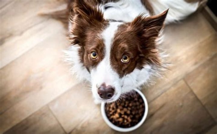 how much should a border collie eat