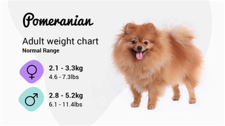 how much should a pomeranian weigh