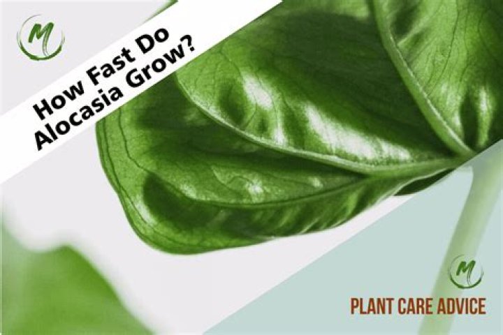 how much sun does alocasia need