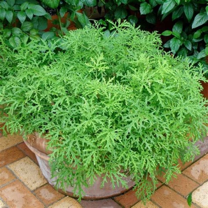 how much sun does citronella need