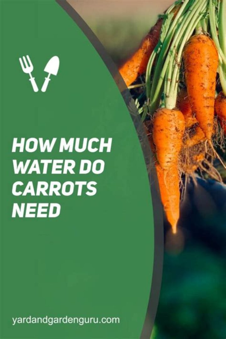 how much water do carrots need