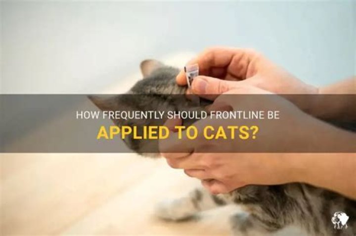 how often can you use frontline on cats